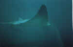 Bat Ray swimming by
