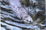 Otter swimming