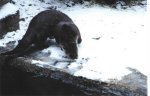 Otter with a snowball