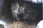 porcupine up close (with telephoto!!)