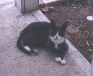 Gray when we first found her, outside